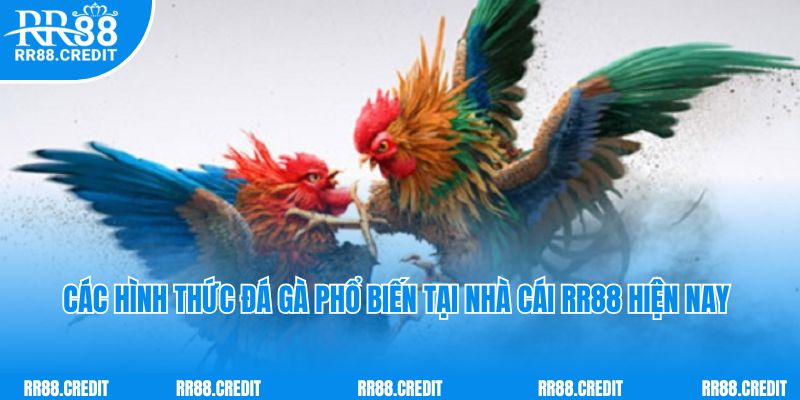 Các hình thức đá gà phổ biến tại nhà cái RR88 hiện nay